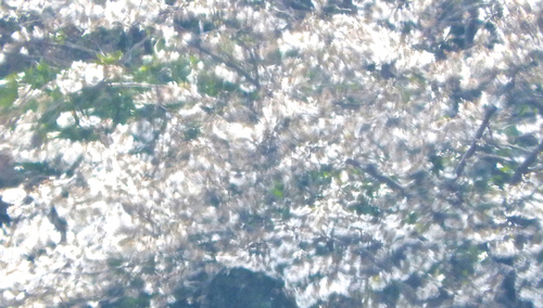 大磯一番桜.jpg